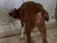 Buğa, Simmental cattle — foto 4