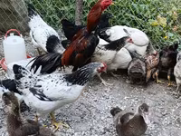 Chickens — 照片 1