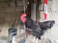 Chickens — الصورة 4