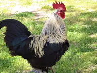 Chickens — الصورة 3