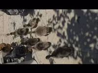 Ducks — photo 4