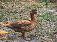 Ducks — photo 1