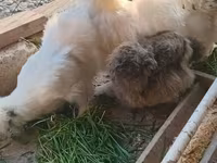 Brahma — foto 3