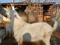Keçi, Saanen goat — foto 1