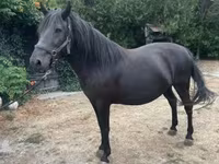 Égua, Hucul pony — foto 1