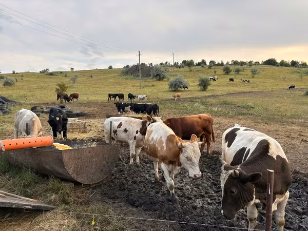 Býk, Simmental cattle