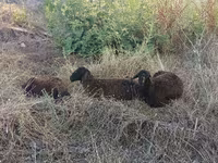 Ovce (šarže, pohlaví neuvedeno), Ovce — foto 2