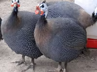 Ağ — foto 3