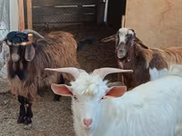 山羊（批次，未指定性别）, Goats — 照片 2