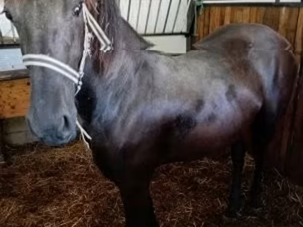 Madyan, Friesian