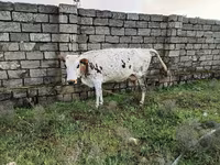 母牛, Cattle — 照片 5