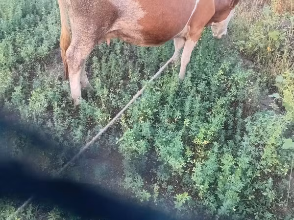 Cow, Cast cow