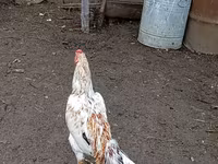 Chickens — foto 2