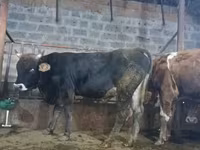 Bull, Cattle — photo 5