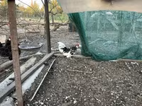 Chickens — 1-rasm