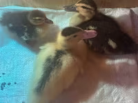 Ducks — foto 4
