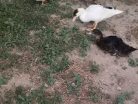 Alman Pekin — foto 2