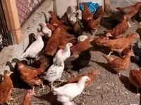 Chickens — Foto 6