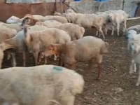 Sheep (batch, sex not specified), Sheep — photo 5