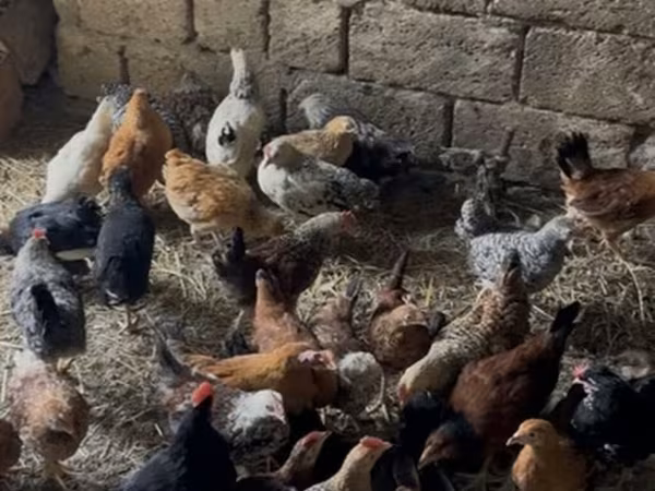 Chickens — Azərbaycan