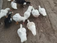 Ducks — الصورة 2