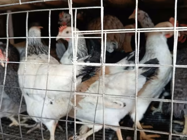 Chickens