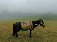 Caballo, Caballos — foto 1