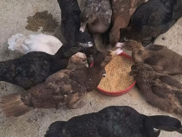 Chickens