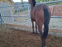 Mare, Kazakh horse — photo 4