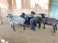 Ovce, Romanov sheep — foto 4