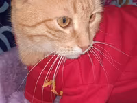 2 yaw diwi, qisirlawdirilib. yaxwi ellere verilir — foto 3