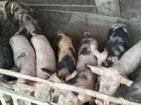 Qaban, Donuzlar — foto 1