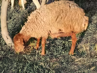 Sheep (batch, sex not specified), Sheep — photo 6