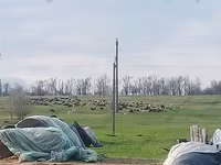 Qoyun, Edilbay sheep — foto 2