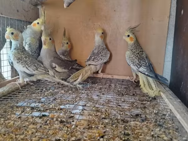 Vatsapla elaqe saxlasyin quslar qefesler Məhsul: Nimfa (Cockatiel)