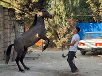 Madyan, Atlar — foto 4
