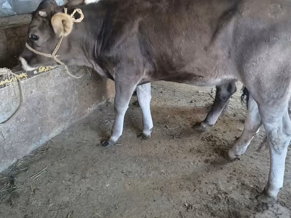 Bulle, Swiss cattle