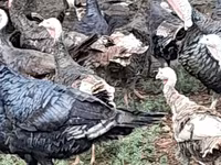 Turkeys — Foto 5