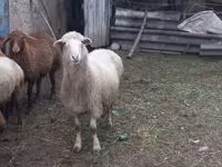 نعجة, Merino sheep — الصورة 4