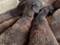 Sheep (batch, sex not specified), Sheep — photo 1