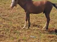 Horse (M), Karabakh horse — photo 1