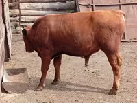 Toro, Ganado vacuno — foto 5