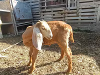 Sheep (batch, sex not specified), Sheep — photo 1