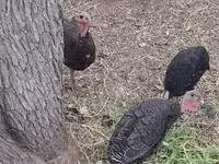 Turkeys — foto 2