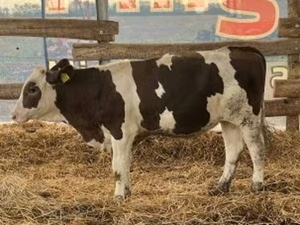 Touro, Russian Black pied cattle