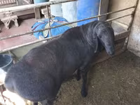 公羊, Arashan sheep — 照片 2