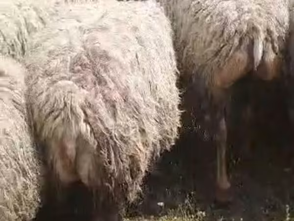 Sheep, Sheep