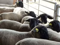 Qoyun, White Suffolk sheep — foto 1