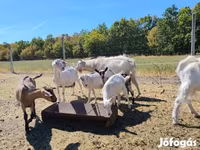 Kozy (šarže, pohlaví neuvedeno), Kozy — foto 2