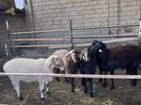 Baran, Owce — zdjęcie 2
